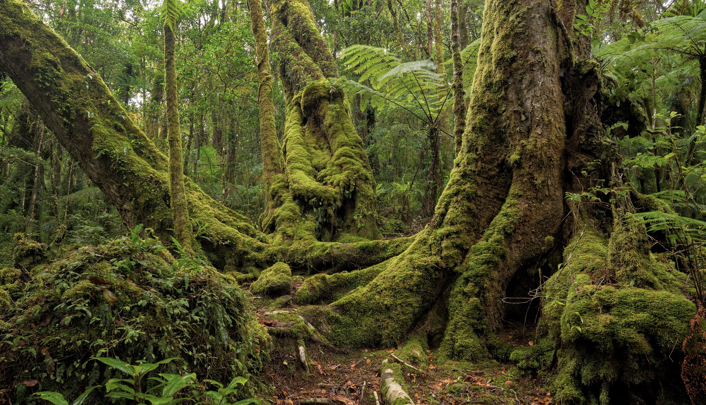 Antarctic beech old growth 